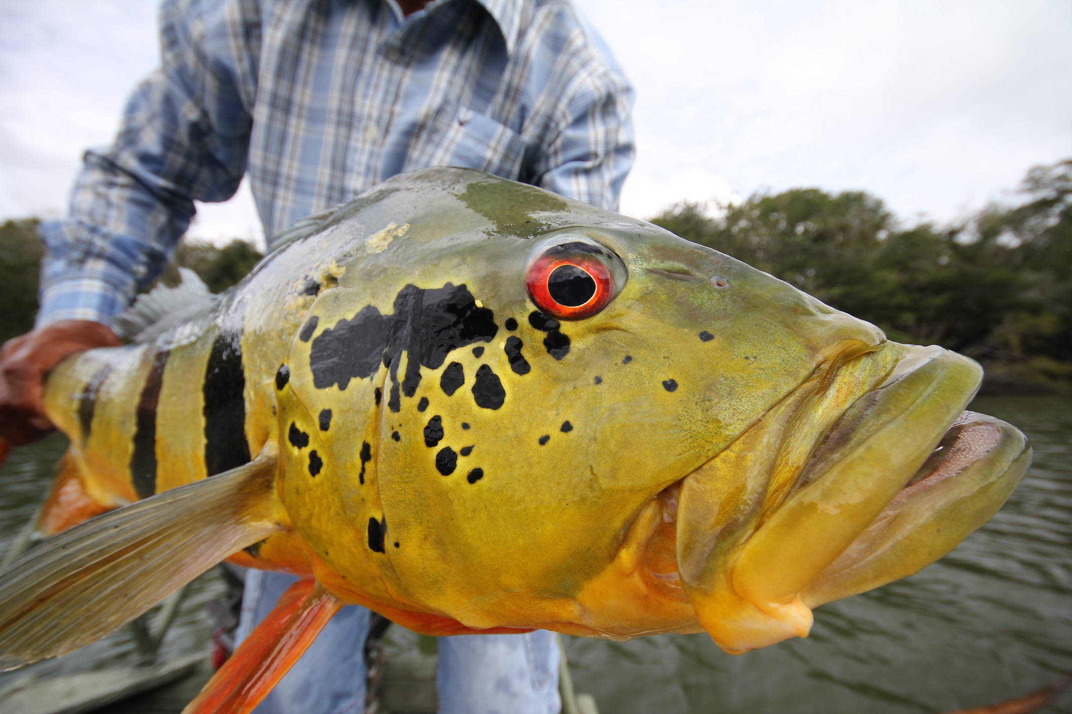 Peacock Bass