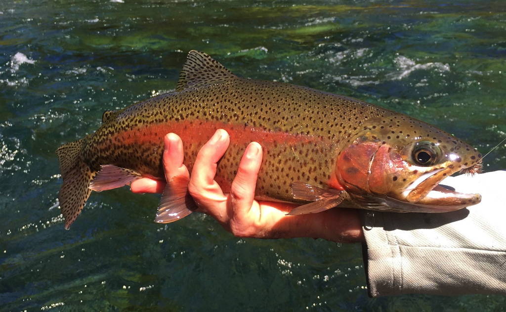 Rainbow Trout Eugene Oregon